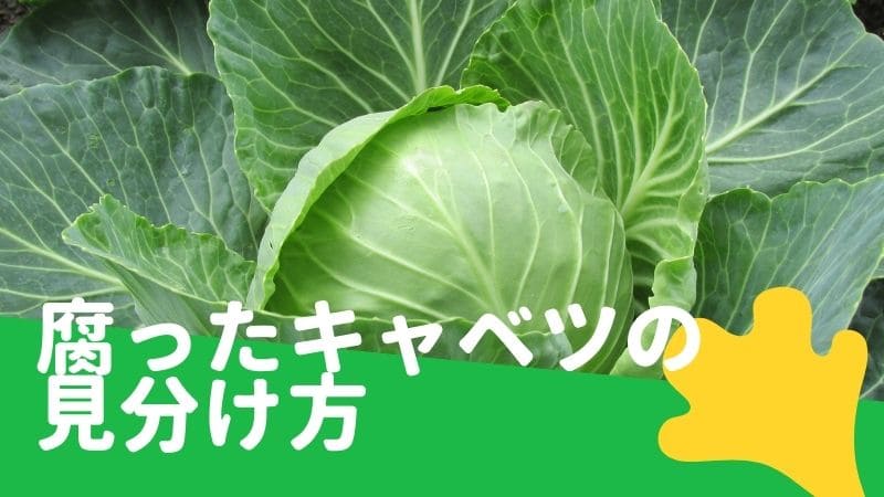 キャベツが腐る時の見分け方!賞味期限･日持ちする日数は?