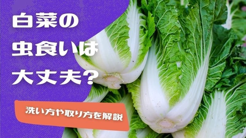 白菜の虫食いは大丈夫?虫だらけの白菜の洗い方や取り方を解説