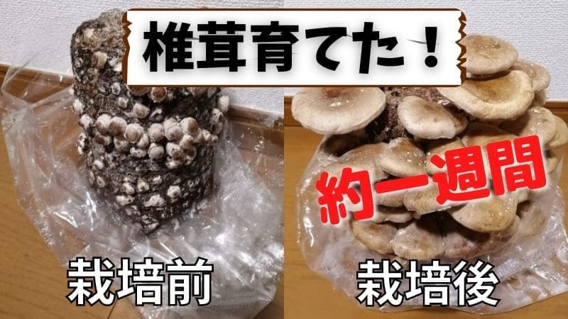 シイタケ栽培キット日記/コスパ抜群!毎日ブログを付けてみた｡収穫量から二毛作まで