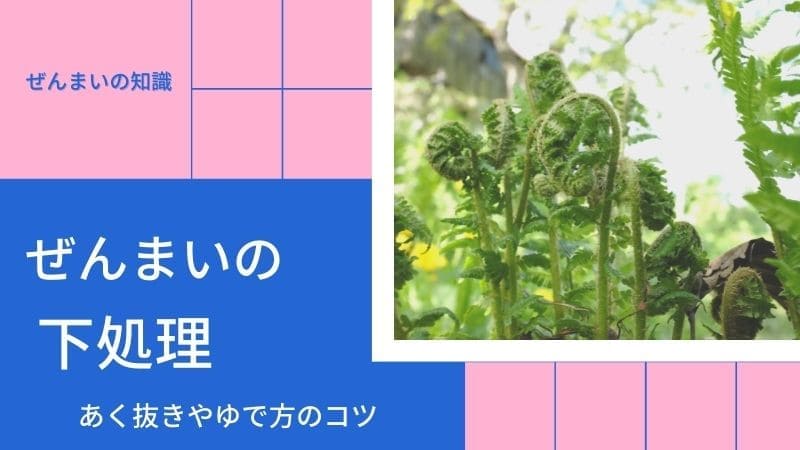 ぜんまいの下処理!あく抜きやゆで方のコツは?